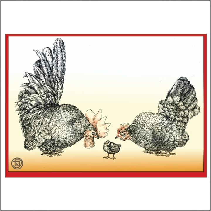 2019 Haan kip kuiken.jpg